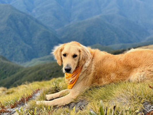 Top 10 Dog-Friendly Hikes Around Nelson Tasman