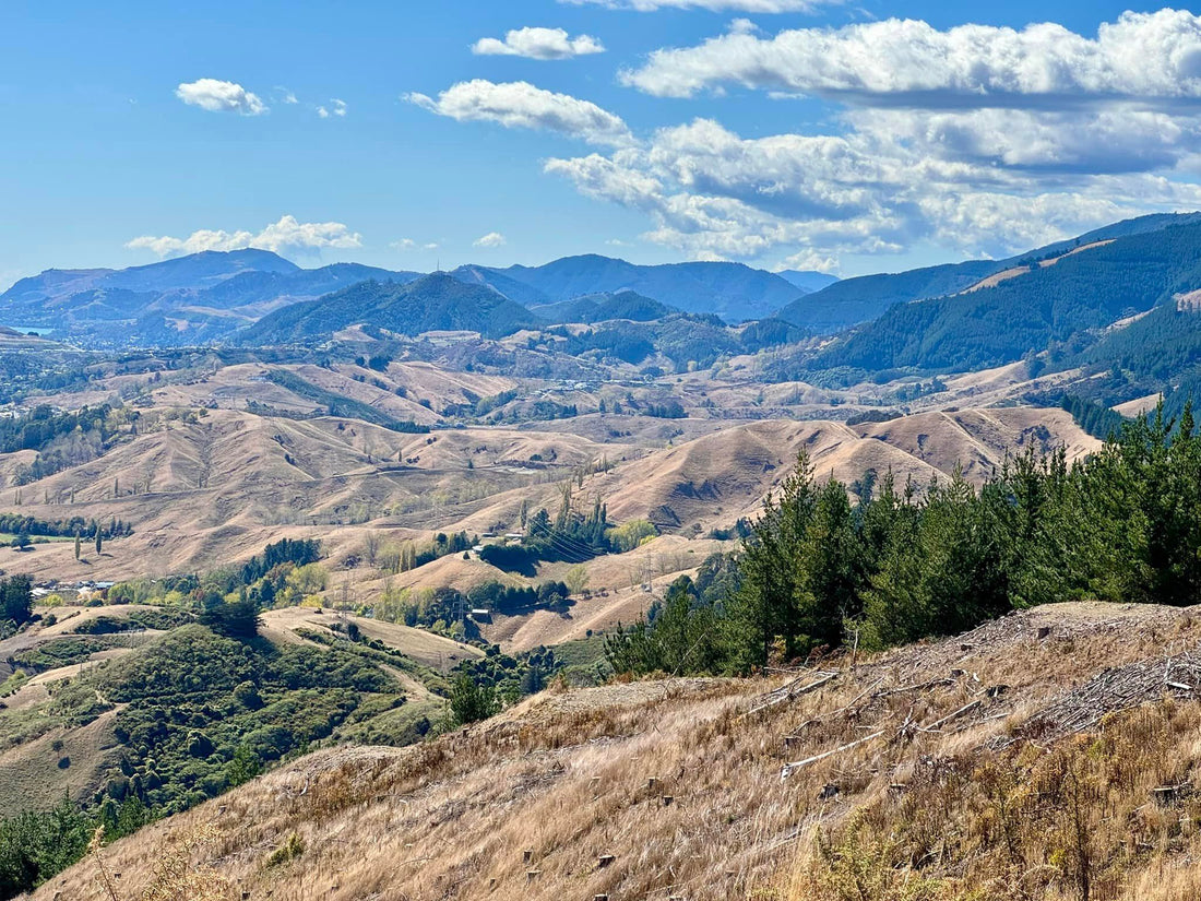 Hike up the Barnicoat Ranges via the Scout Track in Nelson
