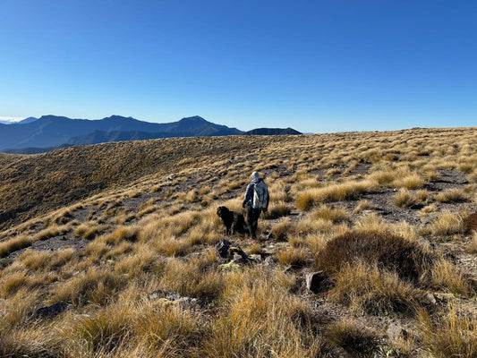 Hike up to Mt Starveall in the Richmond Ranges