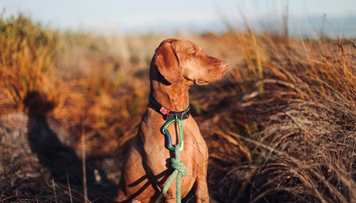 DOG WEAR